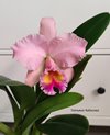 Blc. (Rlc.) George King Serendipity.